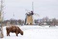 Scottish Highland cow in the snow in the Netherlands Royalty Free Stock Photo