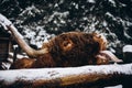 a scottish highland cow in a snowy field Royalty Free Stock Photo