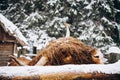 a scottish highland cow in a snowy field Royalty Free Stock Photo