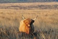 Scottish Highland cow standing in the evening sunshine Royalty Free Stock Photo