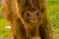 Scottish Highland cow sticking out its tongue.