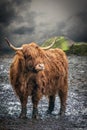 A scottish highland cow on a stormy day Royalty Free Stock Photo