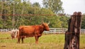 Scottish Highland Cows Royalty Free Stock Photo