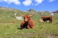 Scottish highland cows