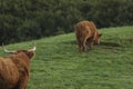 Scottish highland cows, bull looking at calf in field Royalty Free Stock Photo
