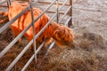 Scottish highland cows at feeding. Baden Baden. Baden Wuerttemberg, Germany, Europe