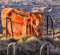 Scottish highland cows at feeding. Baden Baden. Baden Wuerttemberg, Germany, Europe