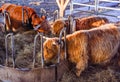 Scottish highland cows at feeding. Baden Baden. Baden Wuerttemberg, Germany, Europe