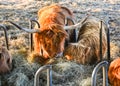 Scottish highland cows at feeding. Baden Baden. Baden Wuerttemberg, Germany, Europe