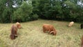 Scottish Highland cows in field. Multi Colored Highland grazing