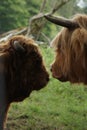 Scottish Highland cows profiles Royalty Free Stock Photo