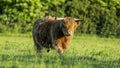 Scottish Highland Cows: A Unique Cattle Breed