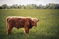 Scottish Highland Hairy Cow Royalty Free Stock Photo