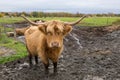 Scottish Highland hairy red cow with wet nose standing in muddy field Royalty Free Stock Photo