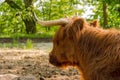 Scottish highland red shaggy cow - profile portrait. Royalty Free Stock Photo