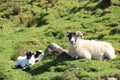 Scottish Highland Sheep With Twin Lambs