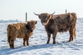 Scottish Highland Young Bull and a Calf in Winter Pature Royalty Free Stock Photo