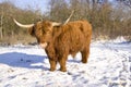 Scottish highlander