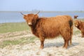 Scottish Highlander