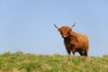 Scottish Highlander