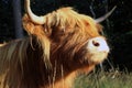 Scottish Highlander also called the Highland Cow Royalty Free Stock Photo