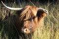 Scottish Highlander as large grazer Royalty Free Stock Photo