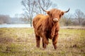 Scottish highlander a beautiful brown wild cow with huge horns Royalty Free Stock Photo