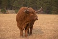 Scottish Highlander Bull standing in a field. Royalty Free Stock Photo