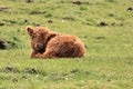 Scottish Highlander calf resting veluwe nature Royalty Free Stock Photo