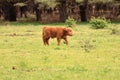 Scottish Highlander calf walking veluwe nature Royalty Free Stock Photo