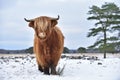 Scottish Highlander Cow