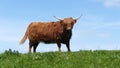 Scottish Highlander cow