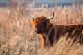 Scottish highlander cow standing in reed field