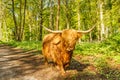 Scottish Highlander cow walking on dirt road Royalty Free Stock Photo