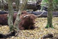 Scottish Highlander cows at the Laagse Bergse Bos