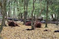 Scottish Highlander cows at the Laagse Bergse Bos