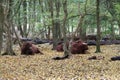 Scottish Highlander cows at the Laagse Bergse Bos