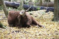 Scottish Highlander cows at the Laagse Bergse Bos