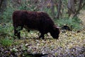 Scottish Highlander cows at the Laagse Bergse Bos