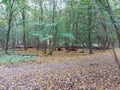 Scottish Highlander cows at the Laagse Bergse Bos