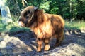 Scottish Highlander grazing among the trees Royalty Free Stock Photo