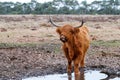 Scottish highlander or Highland cow cattle drinking in Deelerwoud