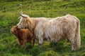 Scottish highlander or Highland cow cattle (Bos taurus taurus) mother and her calf.