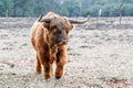 Scottish highlander or Highland cow cattle