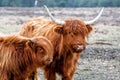 Scottish highlander or Highland cow cattle