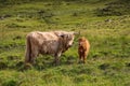 Scottish highlander or Highland cow cattle (Bos taurus taurus) mother and her calf.