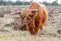 Scottish highlander or Highland cow cattle  grazing in a field Royalty Free Stock Photo