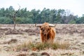 Scottish highlander or Highland cow cattle  grazing in a field Royalty Free Stock Photo