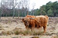 Scottish highlander or Highland cow cattle  grazing in a field Royalty Free Stock Photo