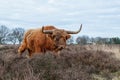 Scottish highlander or Highland cow cattle  grazing in a field Royalty Free Stock Photo